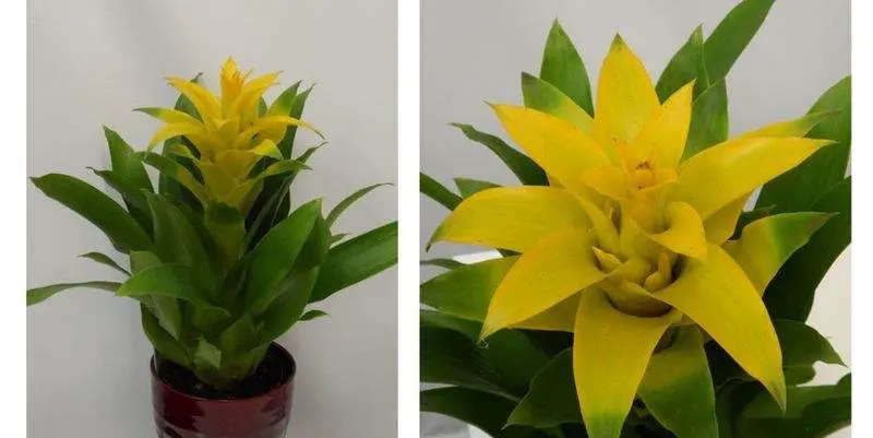 Бромелия Елоу Д12