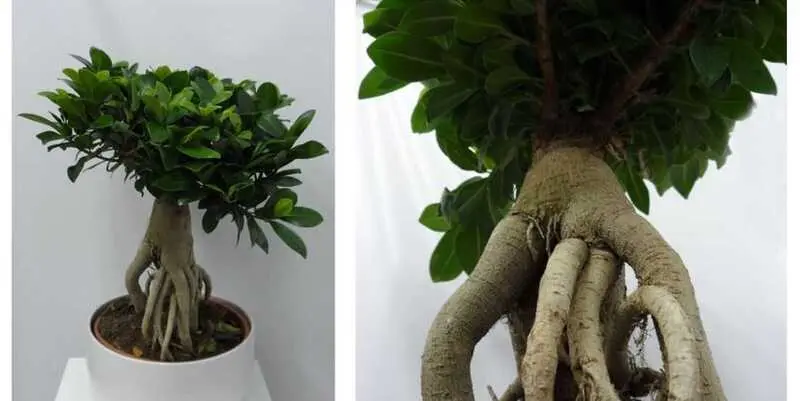 Фикус Микрокарпа Гинсенг Д23