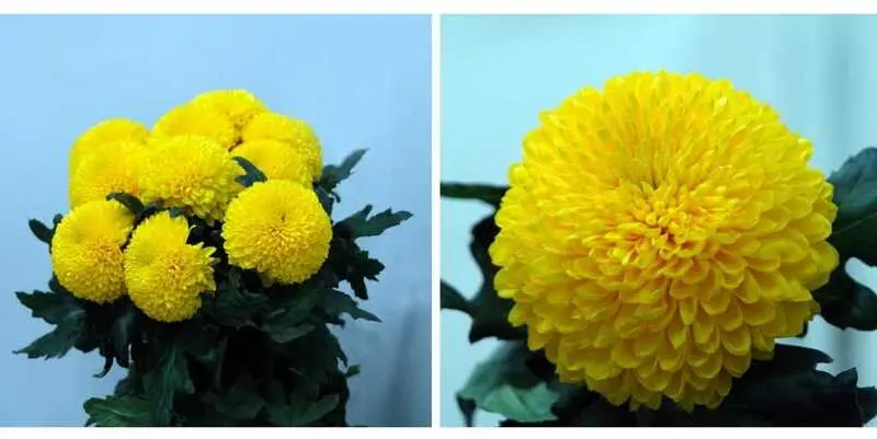 Паладов Солнечный 