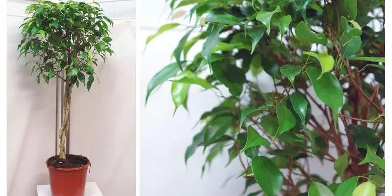 Фикус Бенжамина Баши Принц Д21 Н95