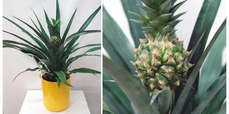 Ананас Чампака (кашпо керамика) Д12