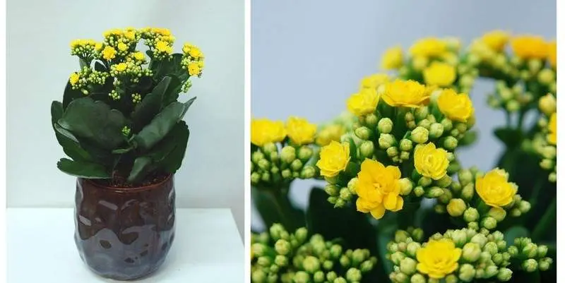 Каланхоэ Розалино Дон Фредерико Д10