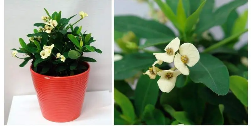 Эуфорбия Милии Вулканус Д12 