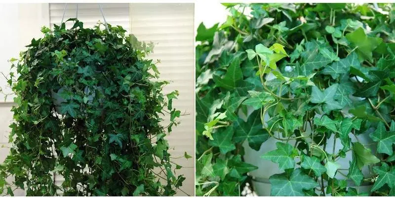 Хедера Хеликс Питтсбург Д24 Н100