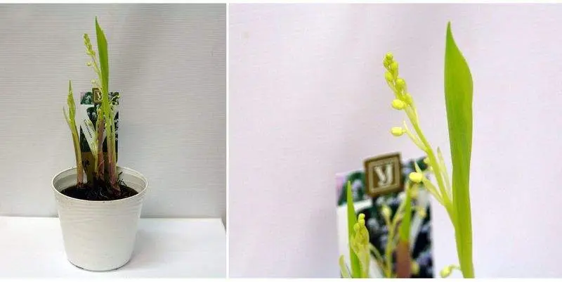 Ландыш Д10 Н25