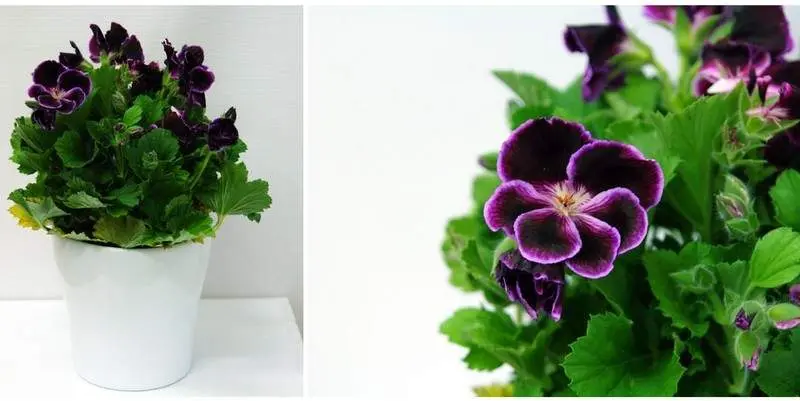 Пеларгония Грандифлора Д12